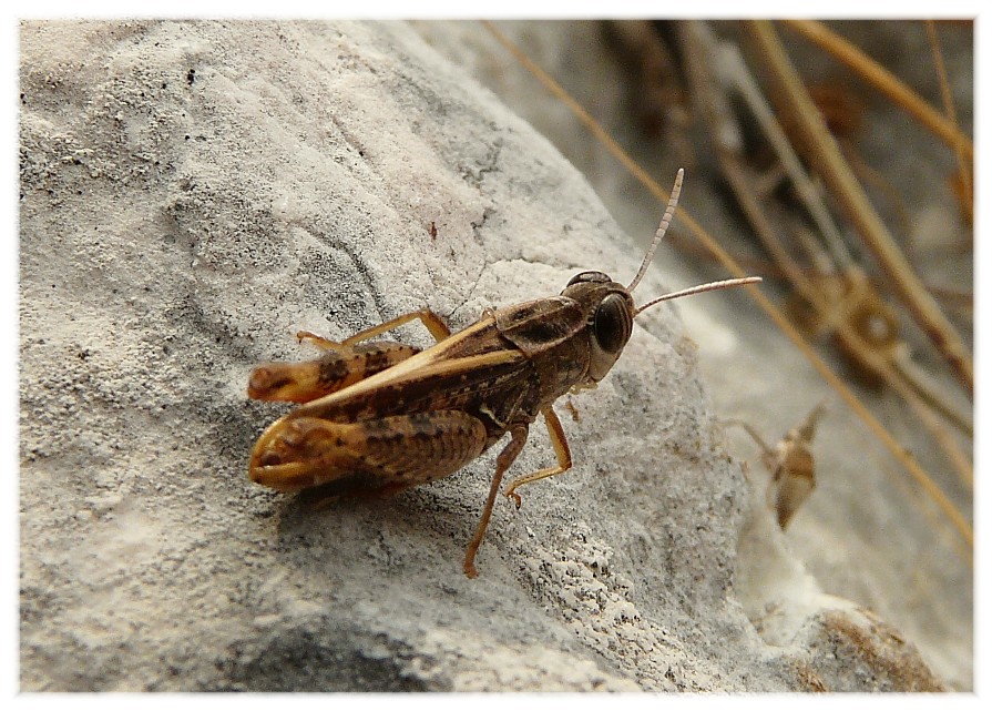 Ortotteri dal Gargano